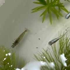 幹之メダカ  １匹40円　。　の画像