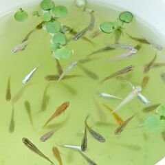 本年最後になります！ ミックスめだかの稚魚あげます！　の画像