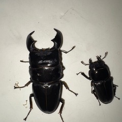 外国産クワガタ外国産カブトムシの画像