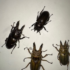 外国産クワガタ外国産カブトムシの画像