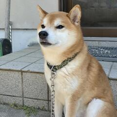 柴犬オス　8歳