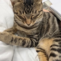 甘えん坊　キジトラちゃん　保護猫