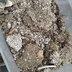 無料！植木用の土　まとめての画像