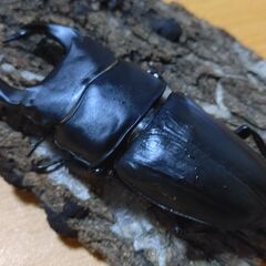 国産オオクワガタ　オス１匹　阿古谷産④【安心決済への切り替え、発送対応可能】の画像
