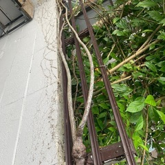 つるバラの画像