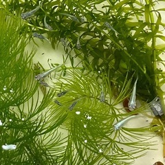 ミナミヌマエビ1匹40円の画像