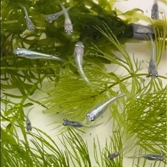 ミナミヌマエビ1匹40円の画像
