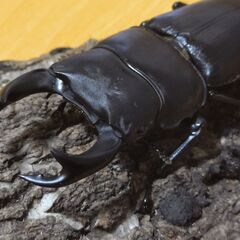 国産オオクワガタ　オス１匹　阿古谷産③【安心決済への切り替え、発送対応可能】の画像