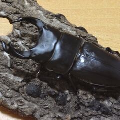 国産オオクワガタ　オス１匹　阿古谷産③【安心決済への切り替え、発送対応可能】の画像