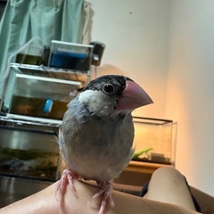 文鳥を探しています