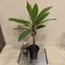 ランキングキーワードに紐づく投稿画像-観葉植物