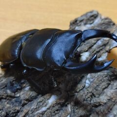 国産オオクワガタ　オス１匹　阿古谷産②【安心決済への切り替え、発送対応可能】の画像