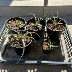 ディッキア　フォステリアーナ　hyb 子株　観葉植物　多肉植物　ドライガーデン　鉢ごと　ブロメリアの画像