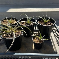 ディッキア　フォステリアーナ　hyb 子株　観葉植物　多肉植物　ドライガーデン　鉢ごと　ブロメリアの画像