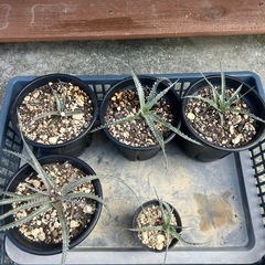 ディッキア　フォステリアーナ　hyb 子株　観葉植物　多肉植物　ドライガーデン　鉢ごと　ブロメリアの画像