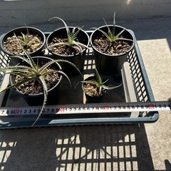 ディッキア　フォステリアーナ　hyb 子株　観葉植物　多肉植物　ドライガーデン　鉢ごと　ブロメリアの画像