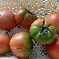 理由ありトマト🍅の画像