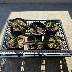 ガステリア　アキナキフォリア　多肉植物　観葉植物の画像