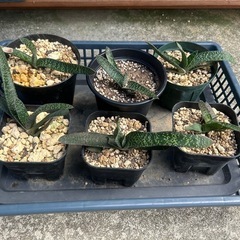 ガステリア　アキナキフォリア　多肉植物　観葉植物の画像