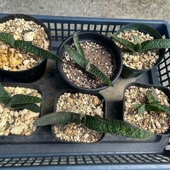 ガステリア　アキナキフォリア　多肉植物　観葉植物の画像