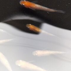 改良めだか 紅白ラメ メダカ 1匹の画像