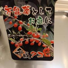 クコの木の画像