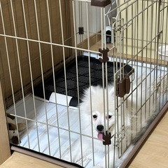 犬用ゲージの画像