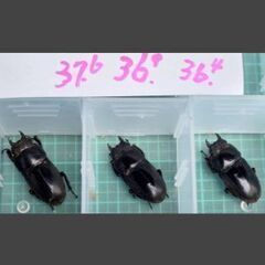 イキヒラタクワガタ　ペアの画像