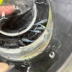 メダカ　深海　みゆき　青メダカの画像