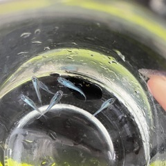 メダカ　深海　みゆき　青メダカの画像
