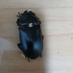 アンタエウスオオクワガタ　メス単の画像