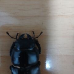 アンタエウスオオクワガタ　メス単の画像