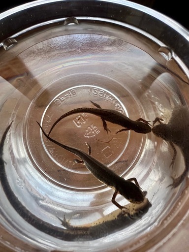 フロリダブチイモリ　♂♀Pr  　性成熟済み　配送可