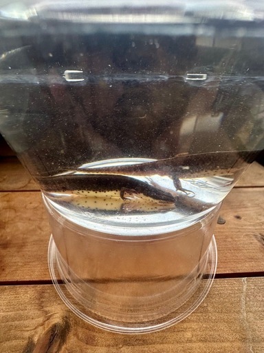 フロリダブチイモリ　♂♀Pr  　性成熟済み　配送可