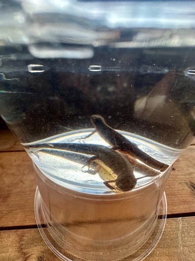 フロリダブチイモリ　♂♀Pr  　性成熟済み　配送可