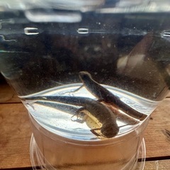 フロリダブチイモリ　アダルト２匹　たぶん♂♀Pr  成熟済み　配送可の画像