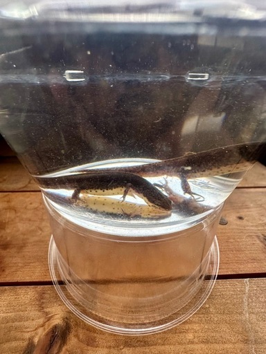 フロリダブチイモリ　♂♀Pr  　性成熟済み　配送可