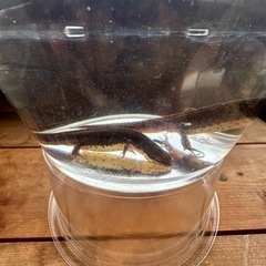 フロリダブチイモリ　アダルト２匹　たぶん♂♀Pr  成熟済み　配送可の画像