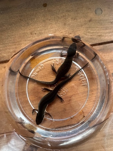 フロリダブチイモリ　♂♀Pr  　性成熟済み　配送可