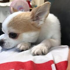 チワワ　オス　11歳