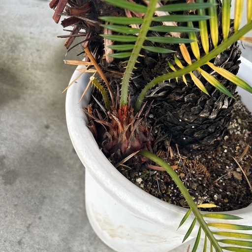 引き渡し先決定】蘇轍 ソテツ 子株付