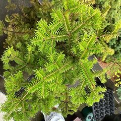 もみの木鉢植えの画像