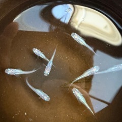 しずく　めだか　8匹の画像
