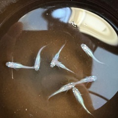 しずく　めだか　8匹の画像