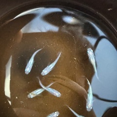 しずく　めだか　8匹の画像