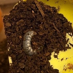 今年の夏産まれました！カブトムシ幼虫！個別にしてこのまま差し上げます！の画像