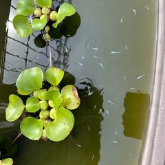 メダカ エメキン の画像