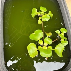 メダカ エメキン の画像