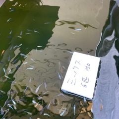 メダカの画像