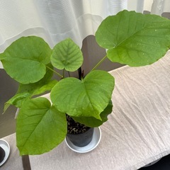 ウンベラータの画像